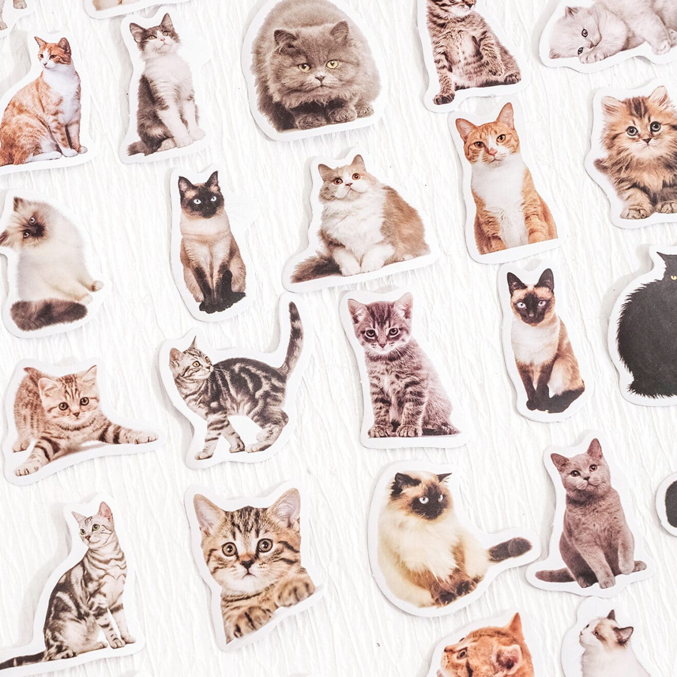 Cute Kitten Stickers Realistic Cat Stickers 48Pcs - Kawaii Peach