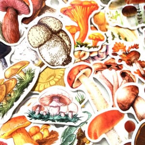 Various Types of Mushroom Stickers 40Pcs | Cute Waterproof